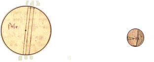 Codex Leicester Image