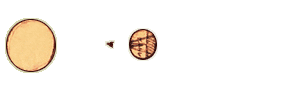 Codex Leicester Image